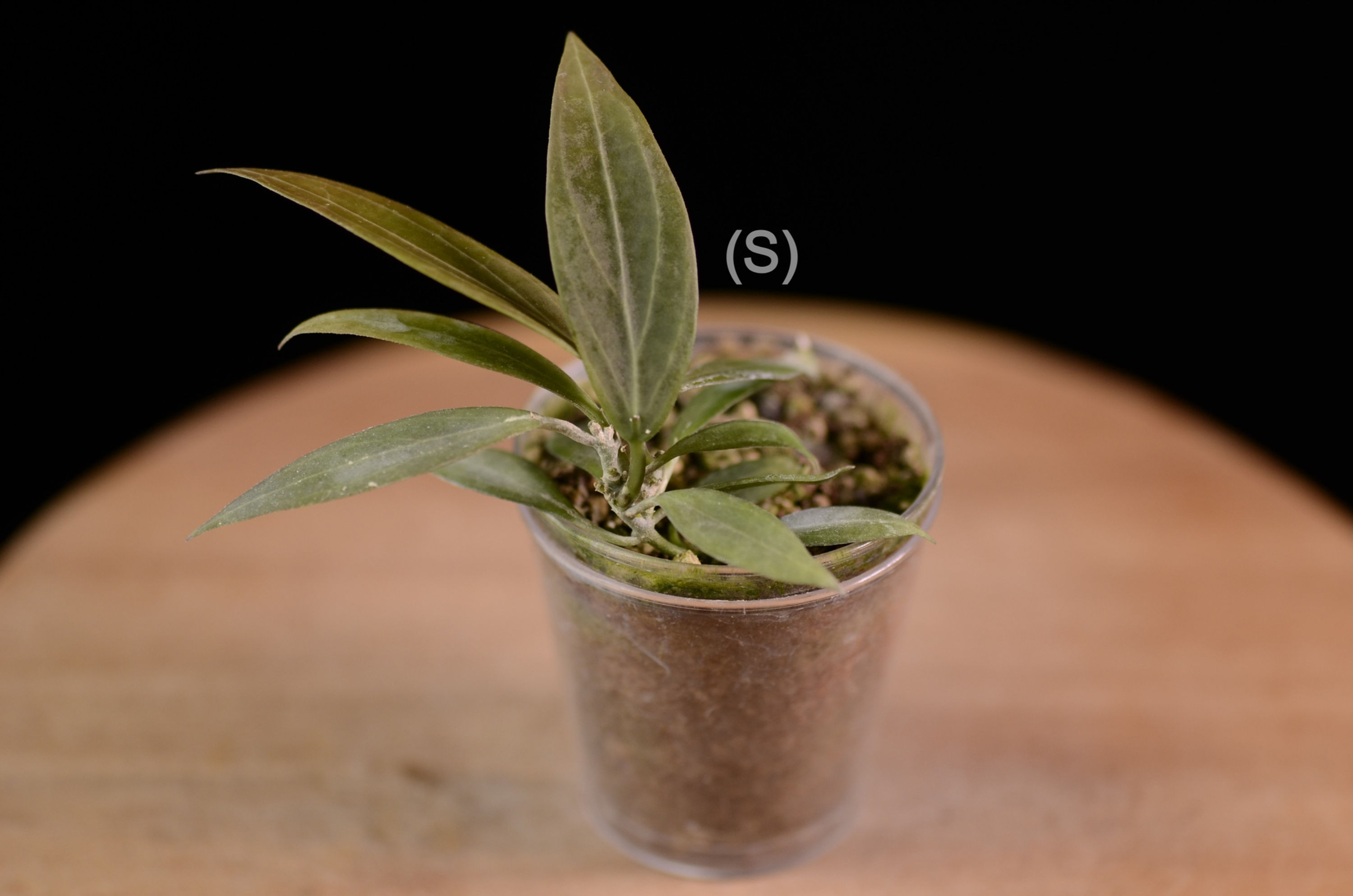 Hoya sp. NS12-323 ( microdwarf )