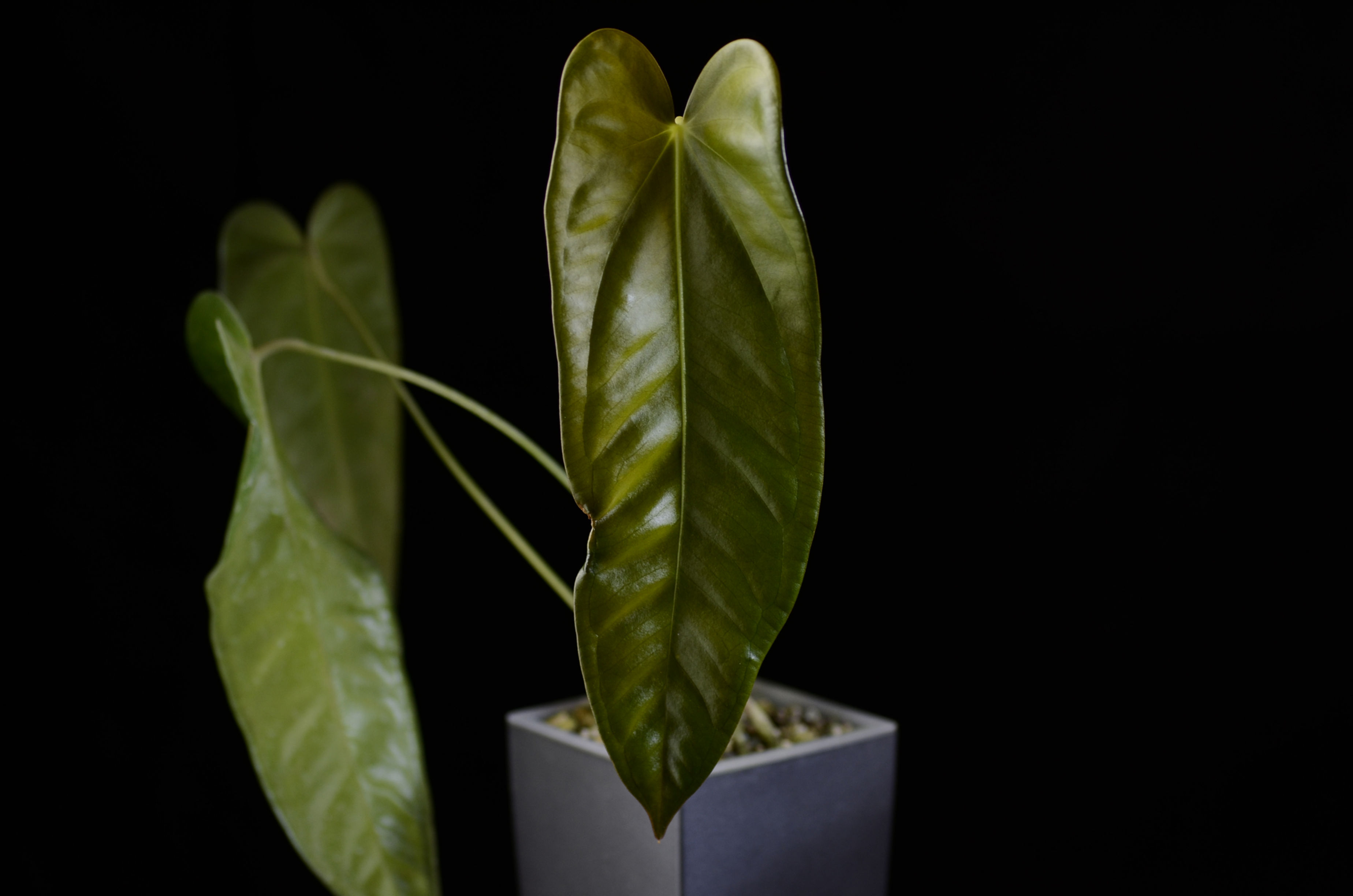 Anthurium wendlingeri x scherzerianum