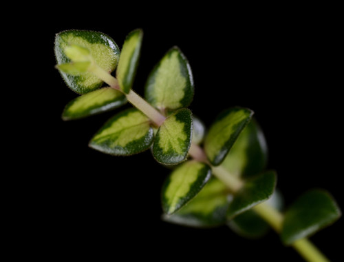 Hoya chinghungensis variegata | Plantopus