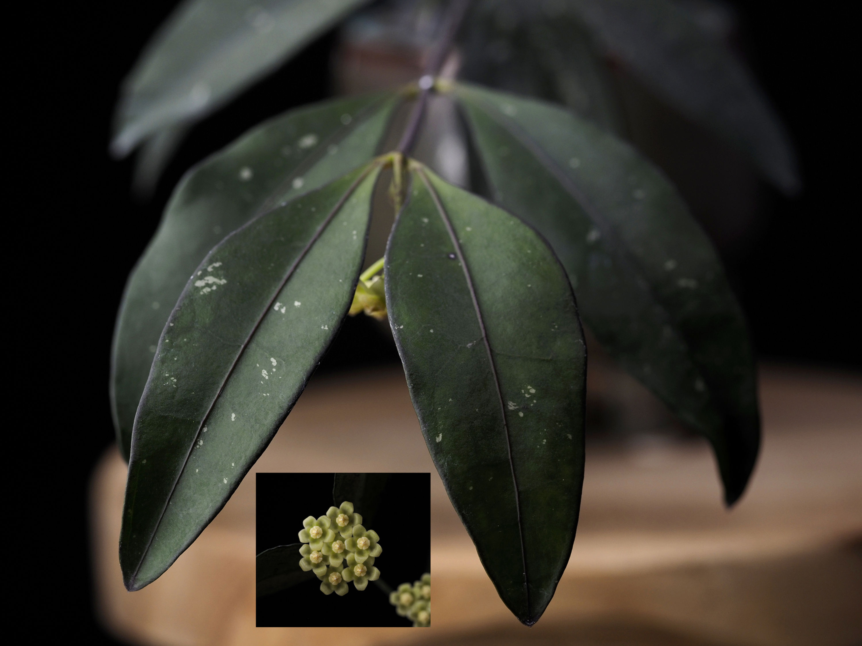 Hoya sp. Sidikalang (yellow flowers)