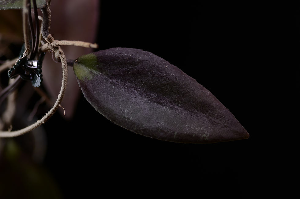 Miniaturbild: Hoya towutiensis