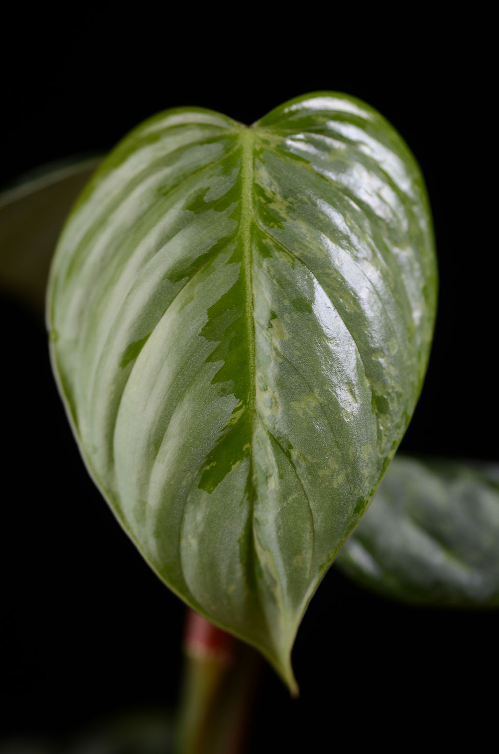 Miniaturbild: Philodendron sodiroi variegata