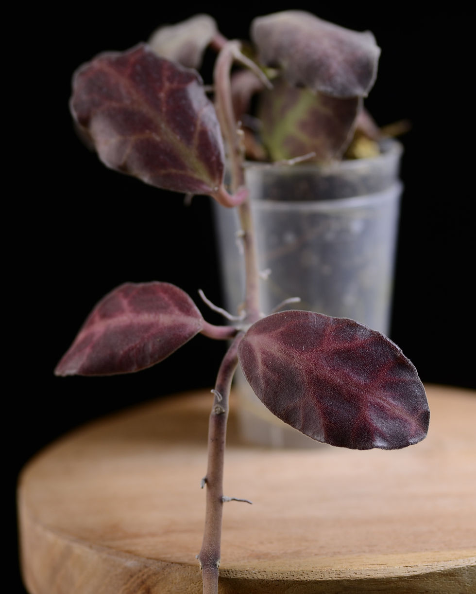 Miniaturbild: Hoya waymaniae Borneo