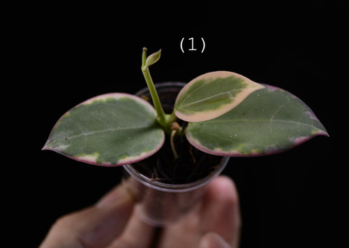 ご予約品 Hoya para 'Albomarginata' Hoya macrophylla