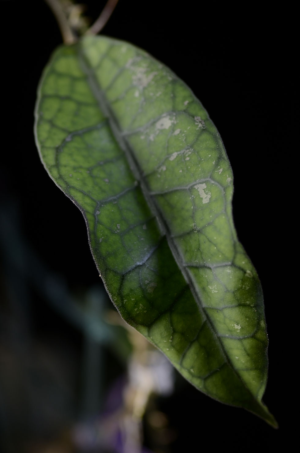 Miniaturbild: Hoya clemensiorum (Borneo)