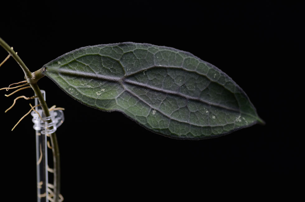 Miniaturbild: Hoya clemensiorum (green form)