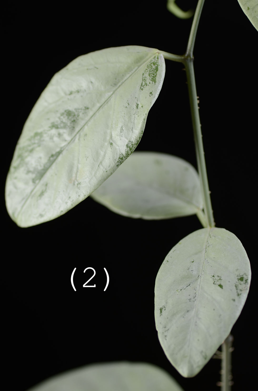 Miniaturbild: Hoya coriacea Silver