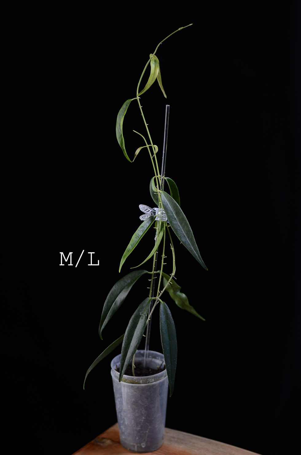 Miniaturbild: Hoya paradisea