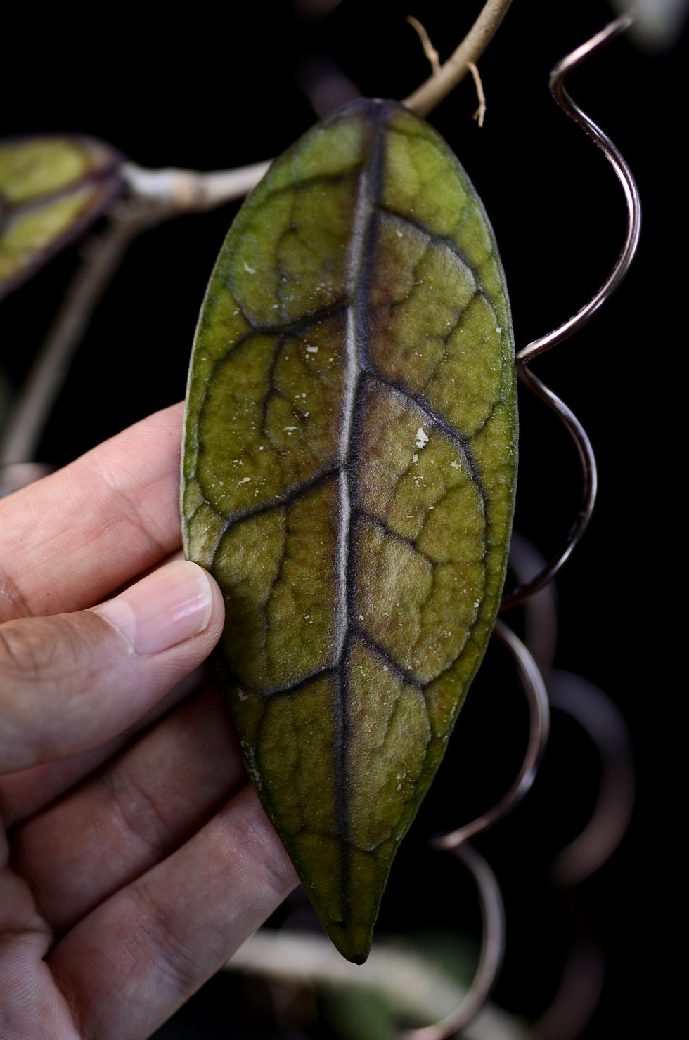 Miniaturbild: Hoya sp. South Borneo