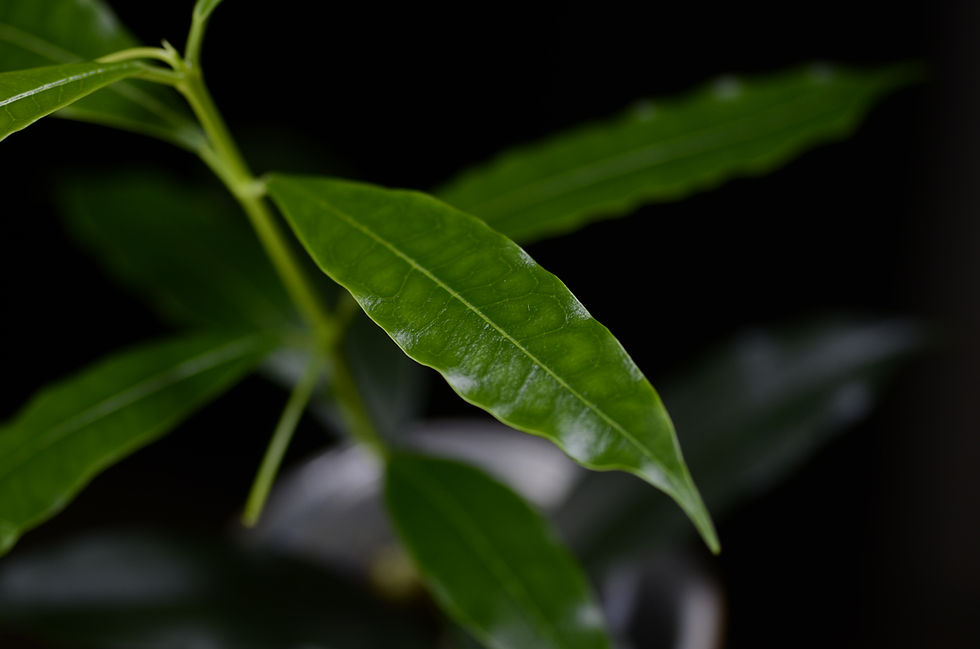 Miniaturbild: Hoya irisiae