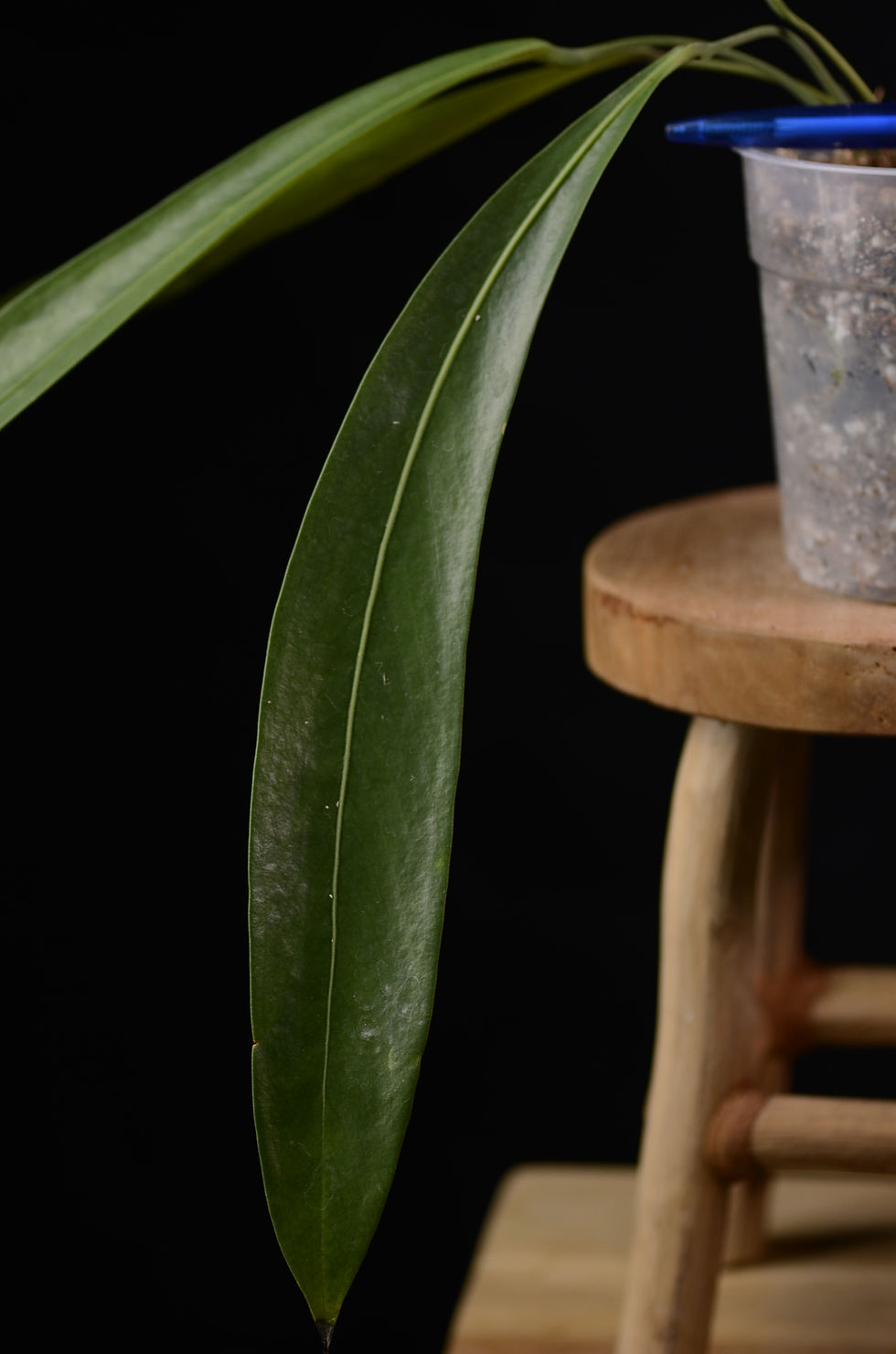 Miniaturbild: Anthurium Pendens