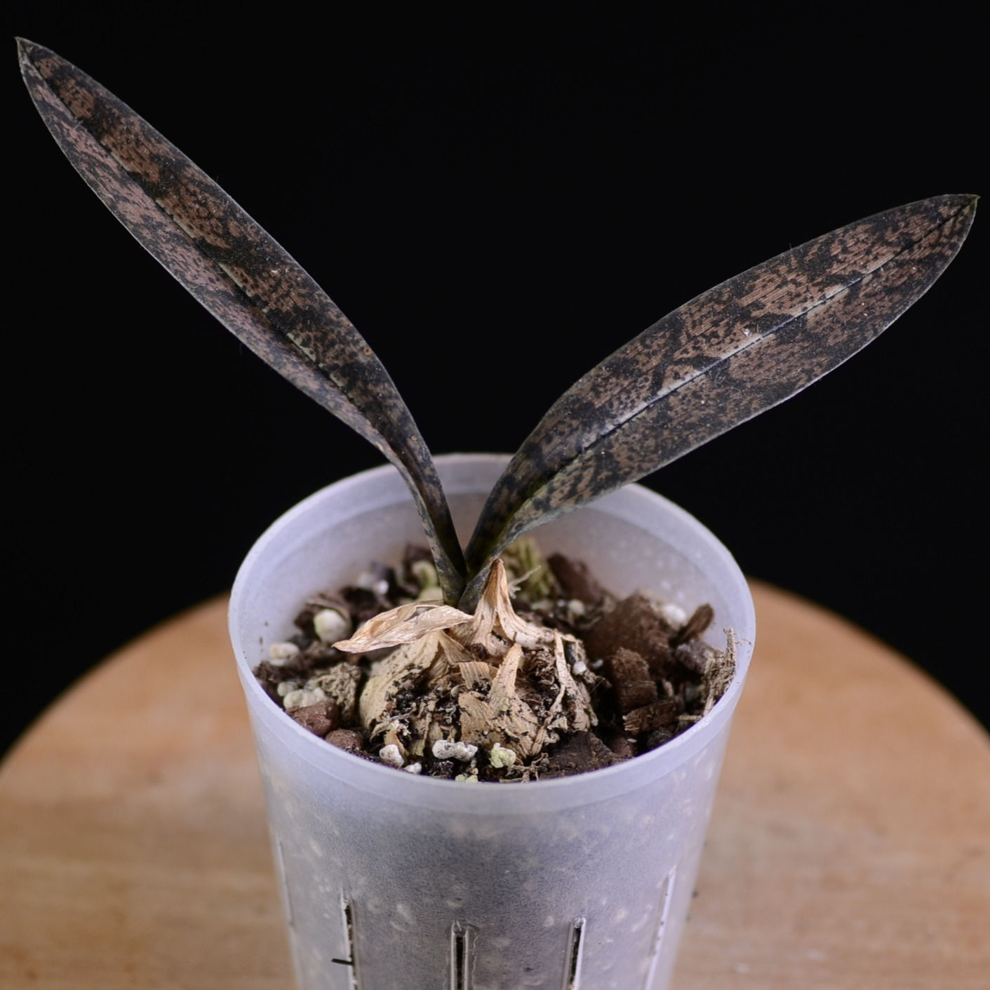 Oeceoclades spathulifera