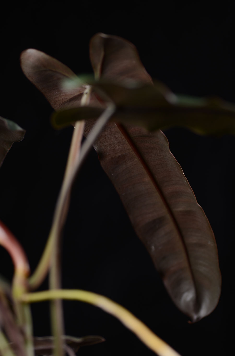 Miniaturbild: Philodendron Billietiae x Atabapoense