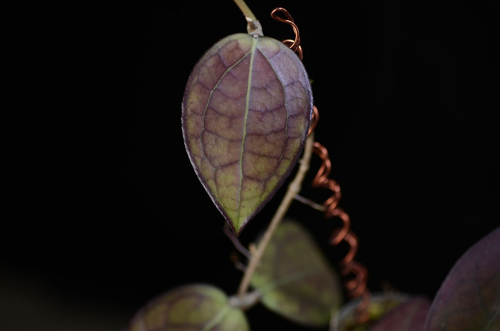 Miniaturbild: Hoya 'Puom Siam Ruby'