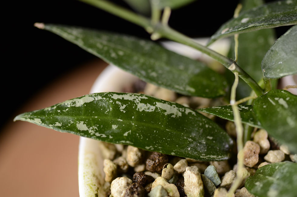 Miniaturbild: Hoya lacunosa 'Mr. Tent'