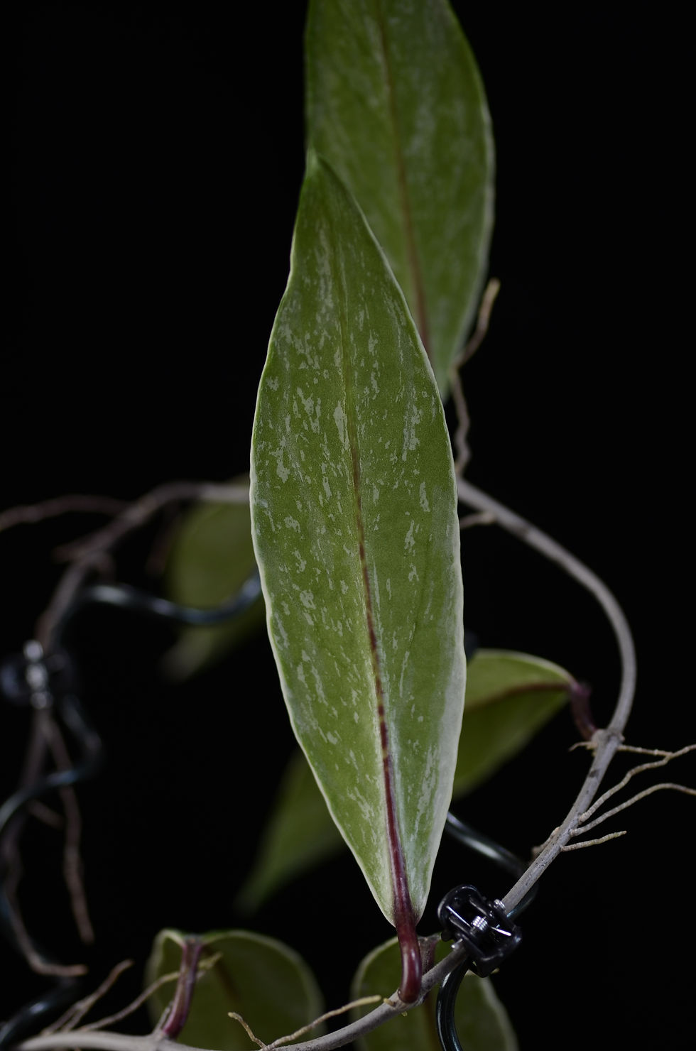 Miniaturbild: Hoya pubicalyx albomarginata (Splash)