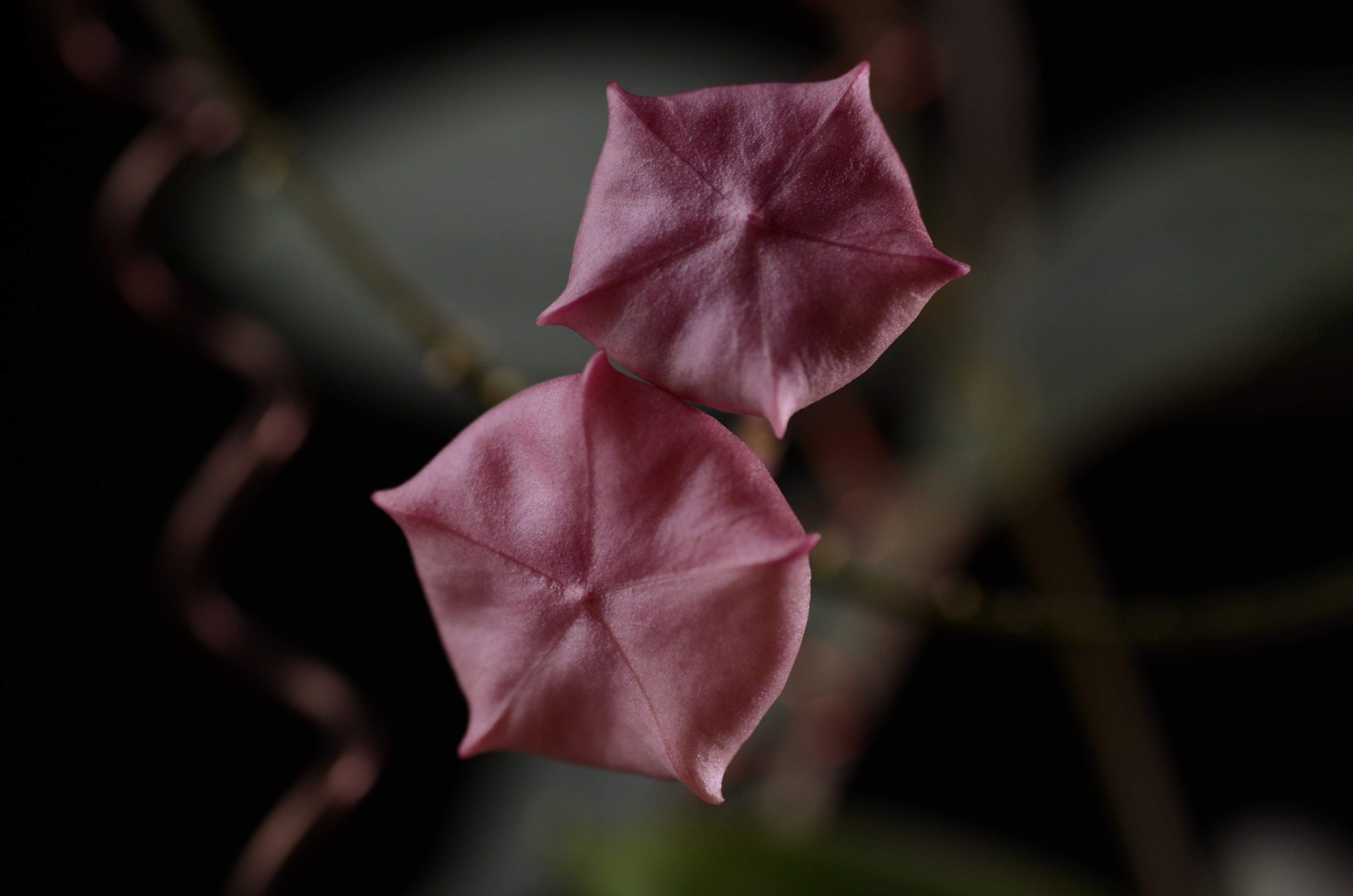 Hoya patella (pink)