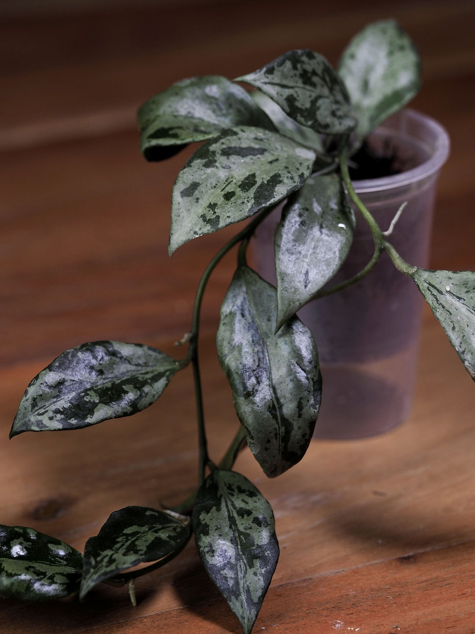 Miniaturbild: Hoya lacunosa 'Green Flame'