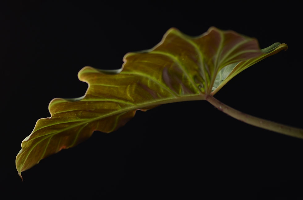 Miniaturbild: Philodendron corsinianum x