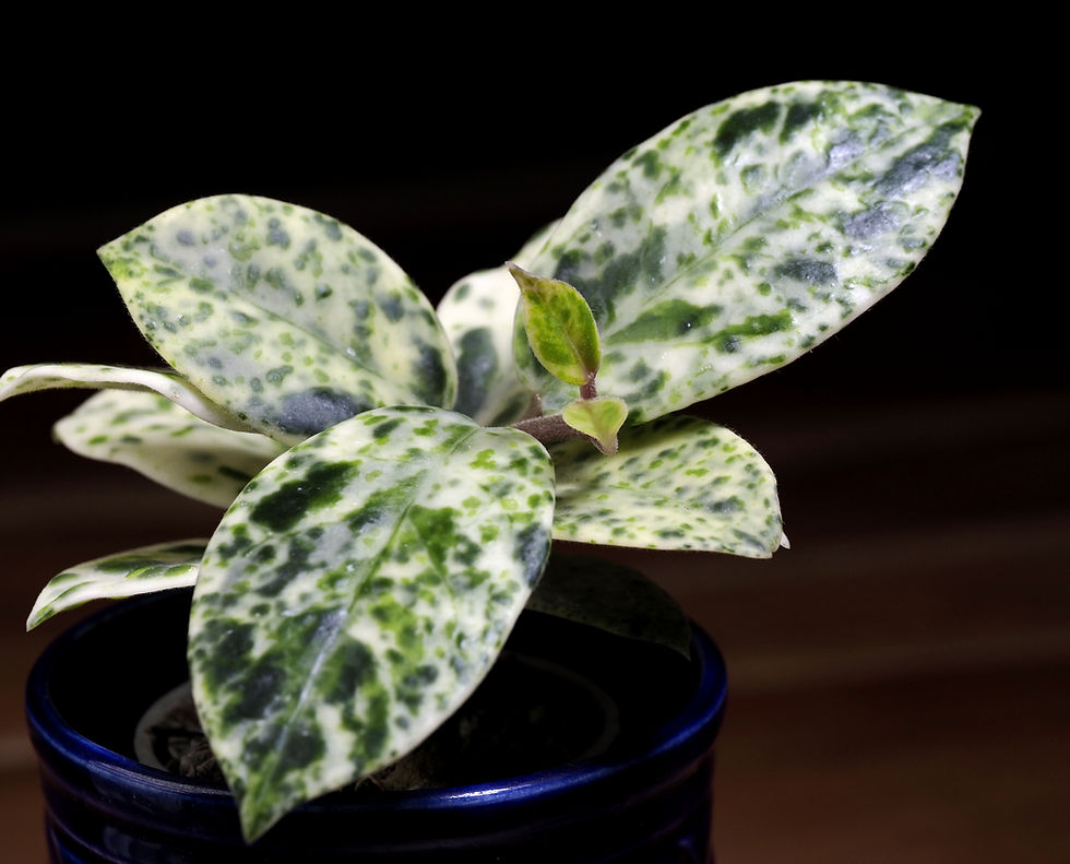 Miniaturbild: Hoya carnosa 'Madara - Snow Angel'