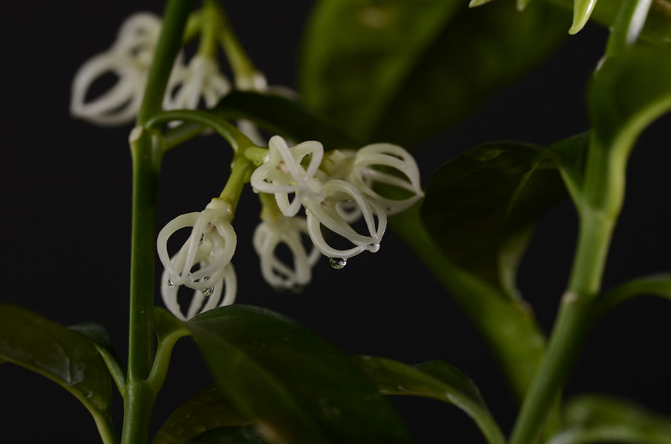 Hoya decipulae