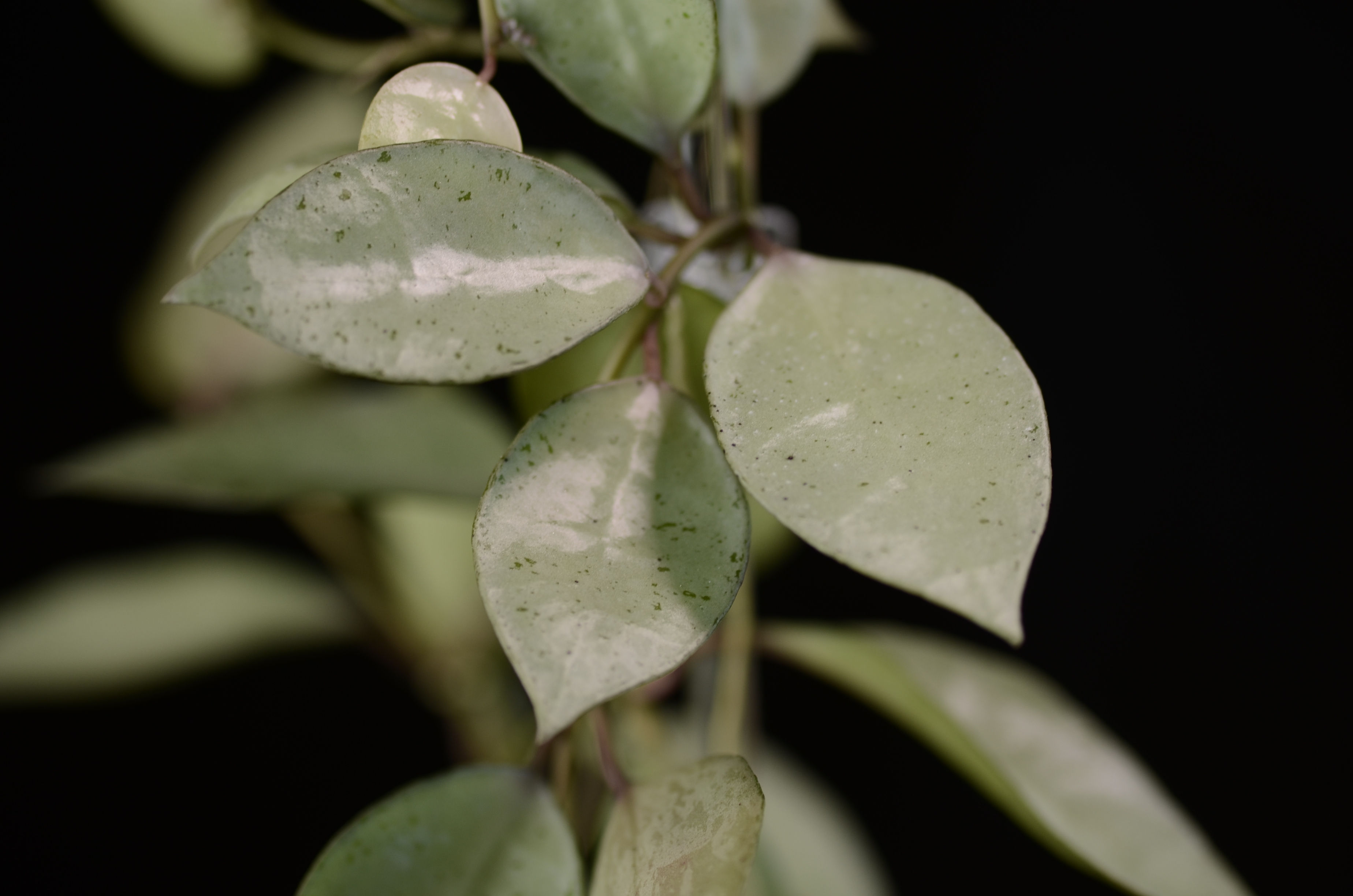 Hoya lacunosa 'Mint Coin' (true)