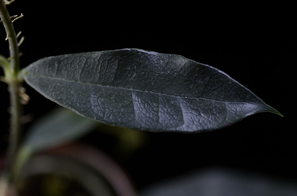 Miniaturbild: Hoya telosmoides