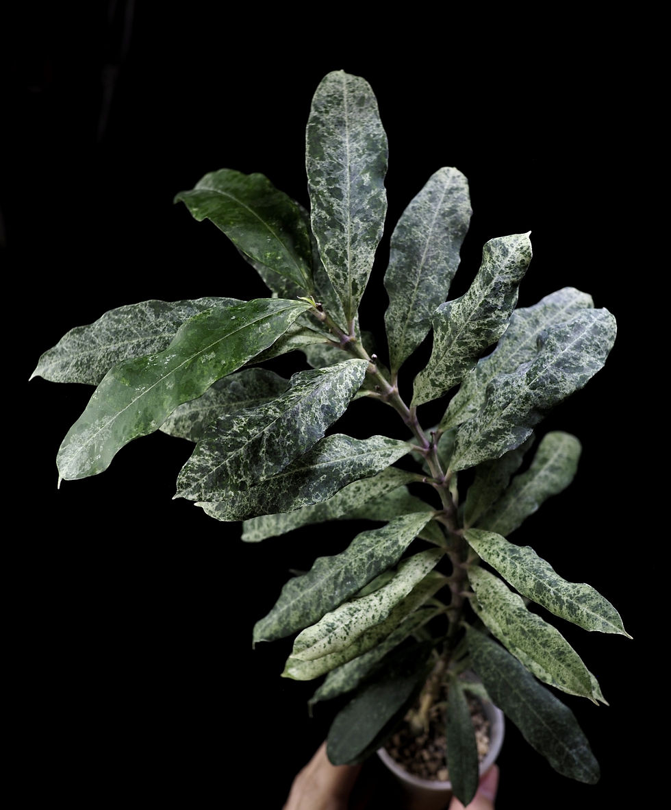 Miniaturbild: Hoya multiflora 'Lima'