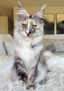Pixie 1 yr old.HEIC