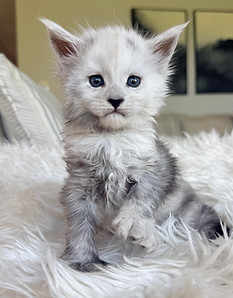 Coconut 4 weeks.jpeg