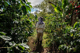 coffee-tour-tarrazu-costa-rica.jpg