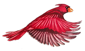 The Royal Red Bird Artwork - Bird.png