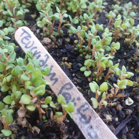 From seed to seedling