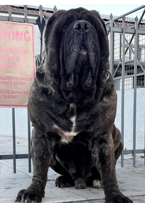 Nico 5 years_edited.jpg