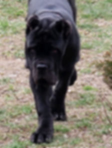 Old%20World%20Titan%204%20months%204-5-2