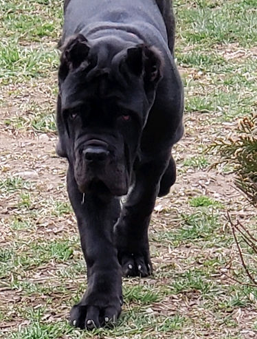 Old%20World%20Titan%204%20months%204-5-2