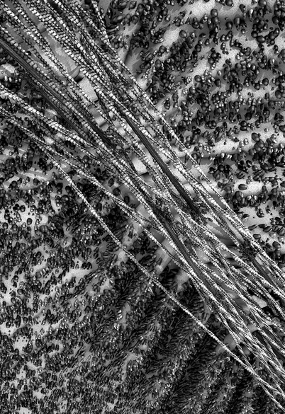 Scientific Visualization