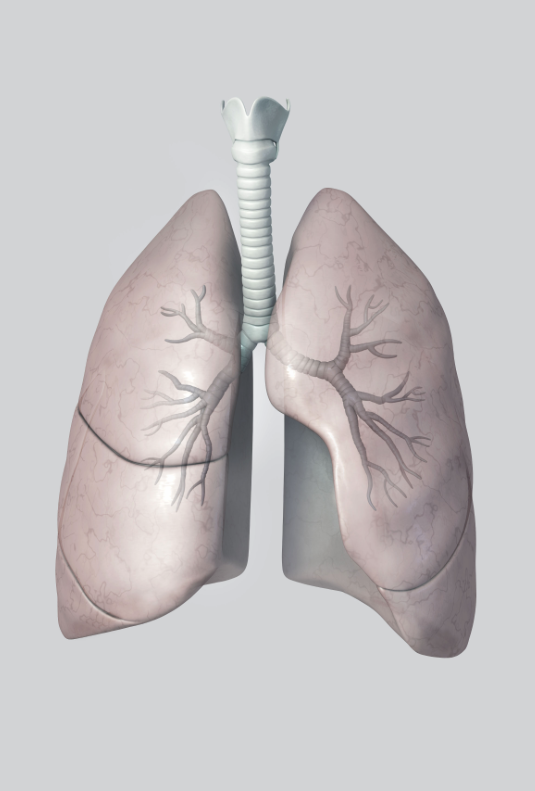 Lungs