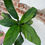 Thumbnail: Spathiphyllum “Sensation” Aurea Variegated 