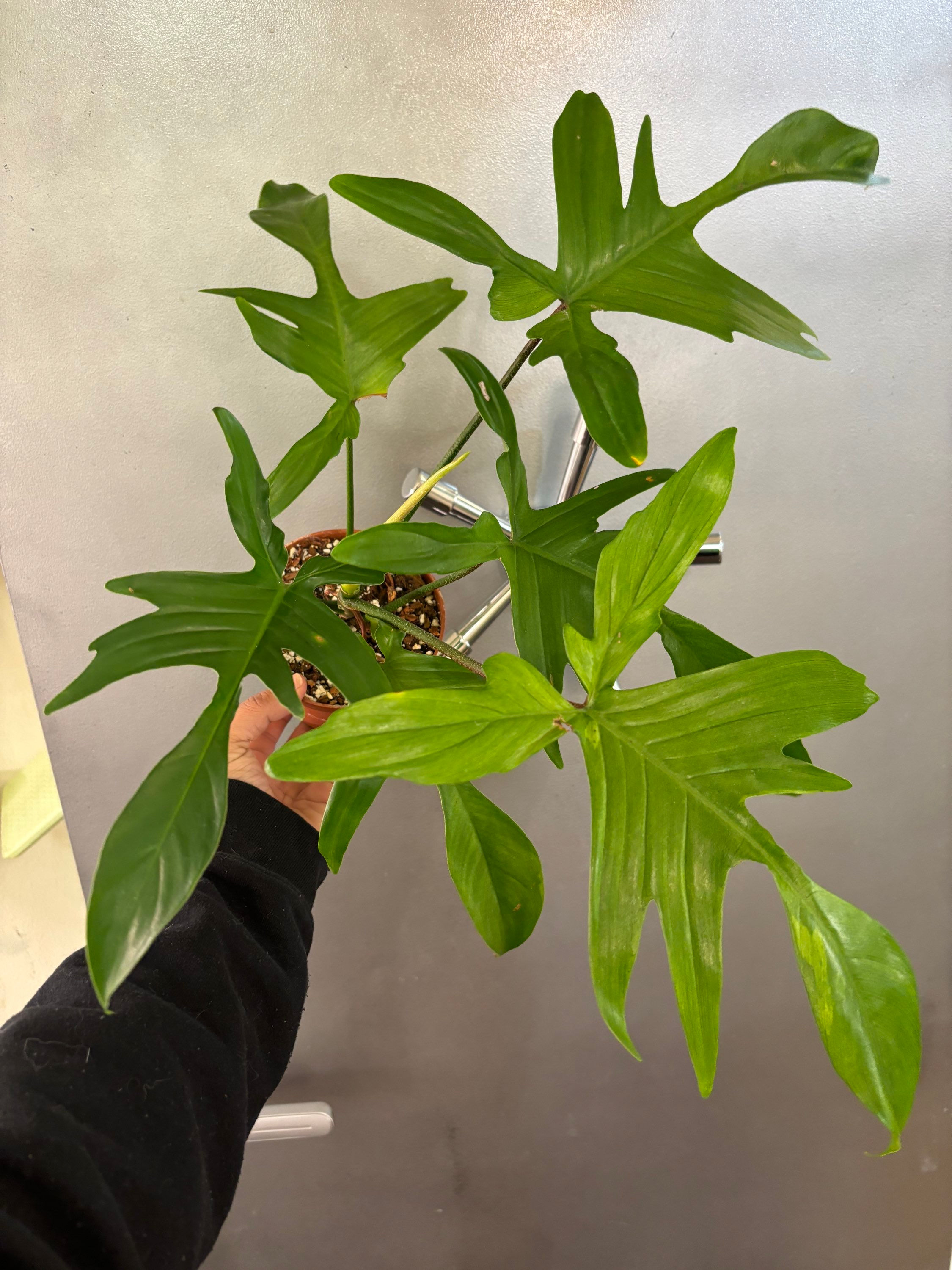 5in Philodendron “Florida Ghost” #A