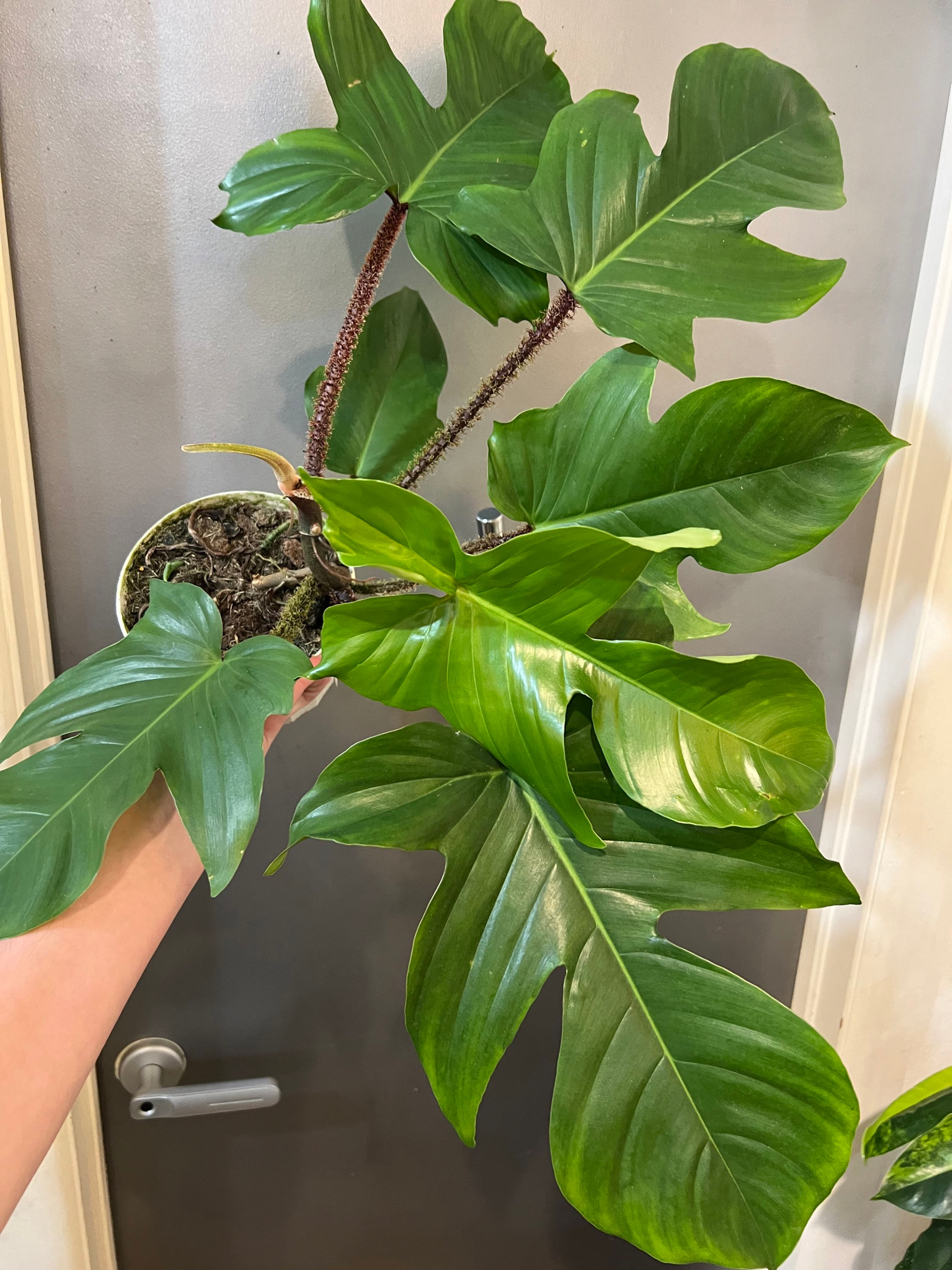 6in Philodendron Squamiferum 