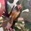Thumbnail: 6in Philodendron “Pink Princess” #C
