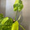 Thumbnail: 4in Philodendron “Jose Buono” #A
