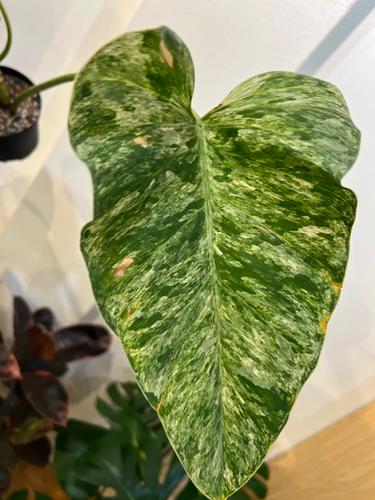 clumping philodendron Philodendron grandipes  Foliage Factory
