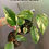 Thumbnail: Epipremnum Aureum “Colorado Constellation Pothos” Medium Size *Growers Choice*