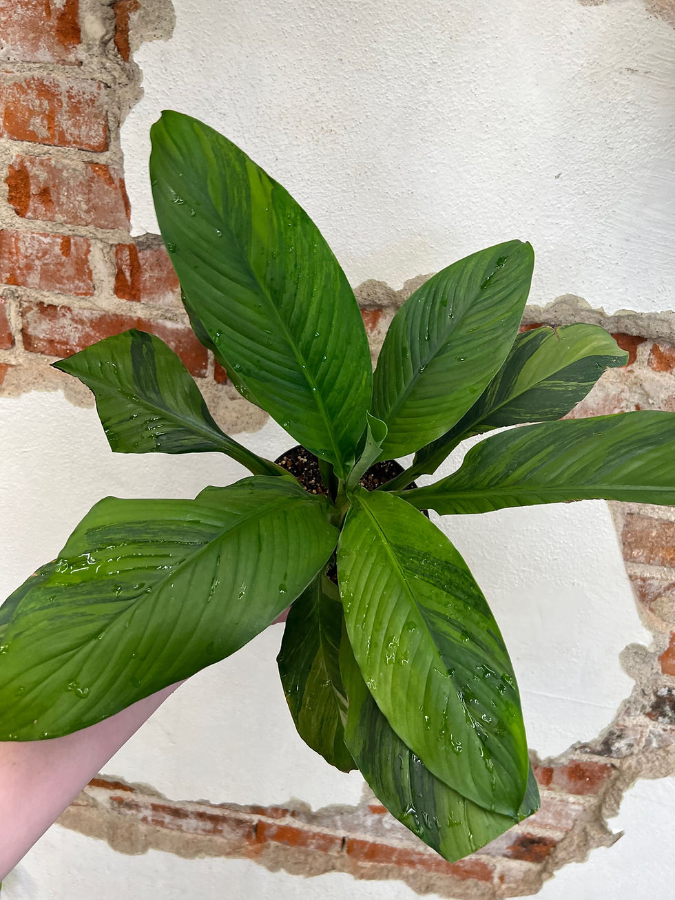 Thumbnail: Spathiphyllum “Sensation” Aurea Variegated 