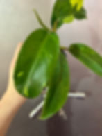 Thumbnail: Philodendron “Key Lime Sparkle” NEW CULTIVAR