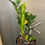 Thumbnail: Zamioculcas Zamiifolia “Variegated ZZ” #A