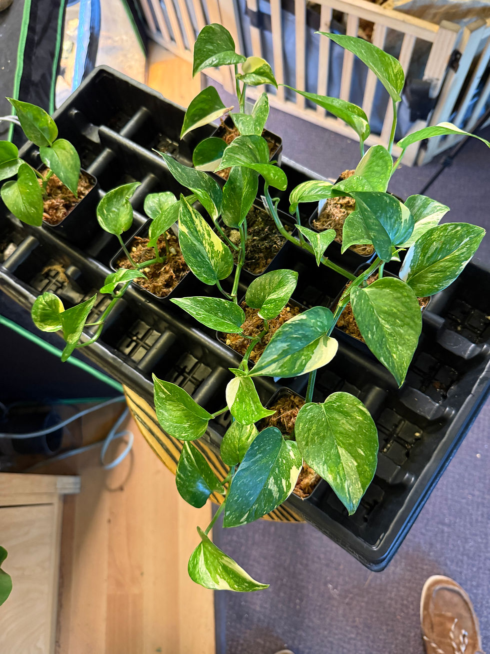 Thumbnail: Epipremnum Aureum “Colorado Constellation” 3inch Growers Choice