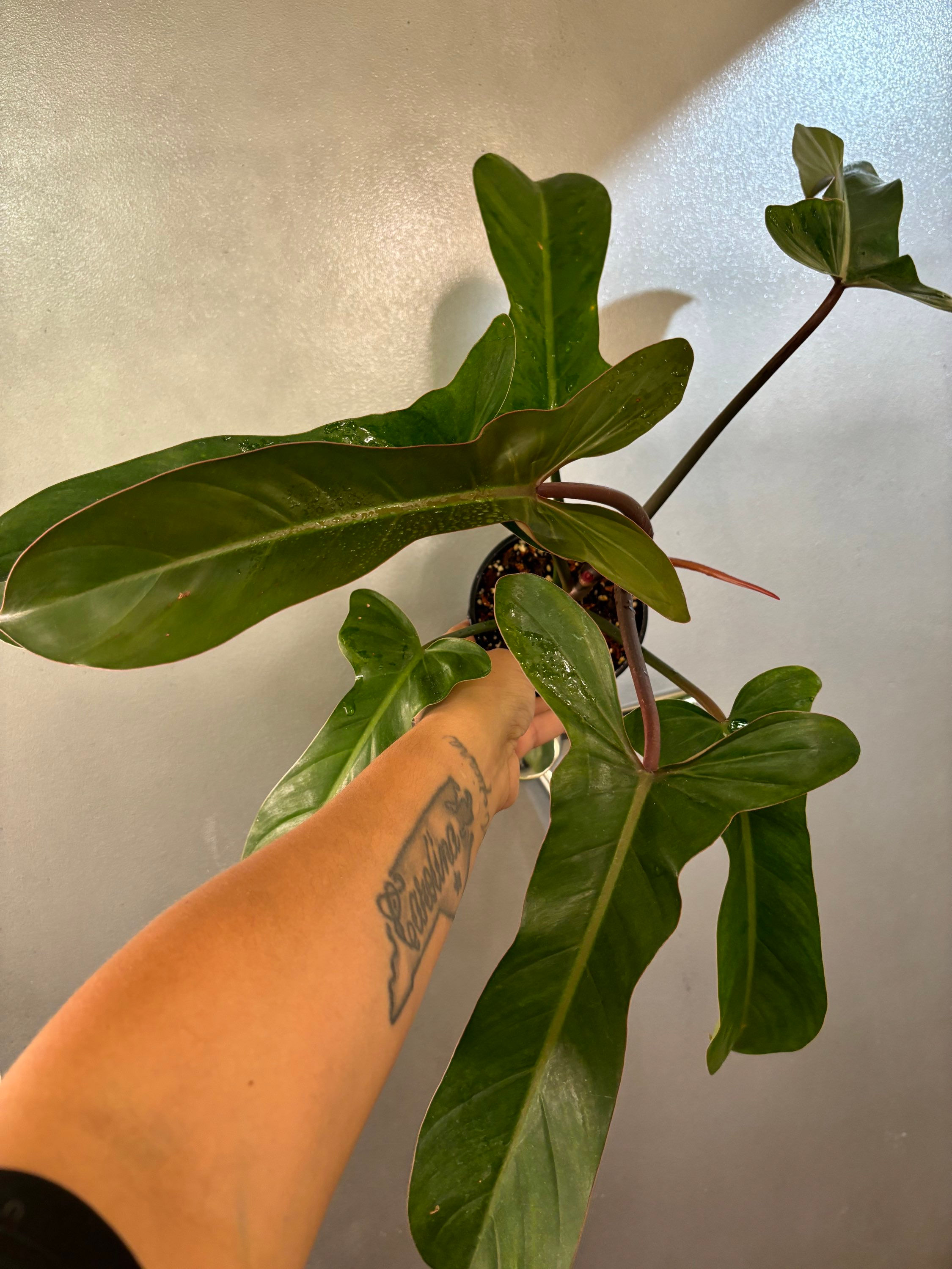 4in Philodendron “Florida Bronze” #C